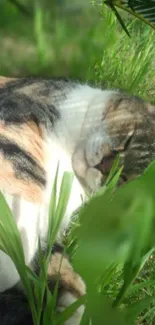 Relaxed cat lying in lush, sunlit green grass.