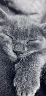 A cozy, gray cat sleeping peacefully on a soft blanket.