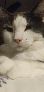 Cozy gray and white cat lying on a printed blanket.