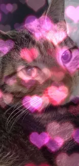 Tabby cat lying indoors with soft fur and calm expression.