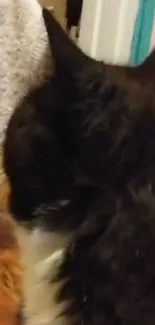 Close-up of a cozy black and white cat.