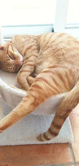 Orange tabby cat peacefully napping by the window.