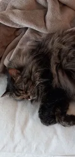 Fluffy cat relaxing on white sofa with beige blanket.