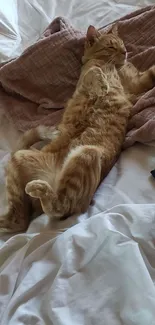 Adorable cat lounging comfortably on bed.