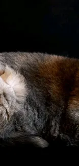 Serene fluffy gray tabby cat on a black background