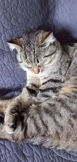 A tabby cat sleeps on a textured blue quilted blanket.