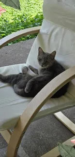 Gray cat lounging on a beige chair outdoors.