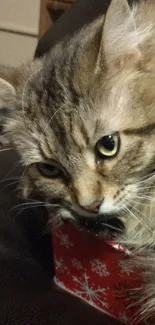 Adorable cat relaxing on a red Christmas box.