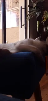 Cat lounging on a blue couch in a cozy living room.