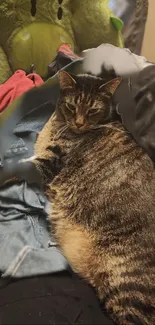 Tabby cat lounging on denim with green plush toy in cozy setting.