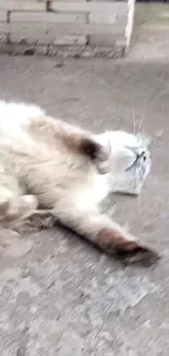 Fluffy cat lying on the ground, looking relaxed and cute.