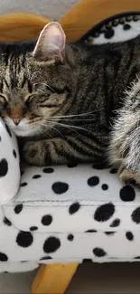 Tabby cat relaxing on a polka dot mini couch with a cozy backdrop.