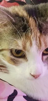 Cozy cat resting on pink and black patterned blanket.