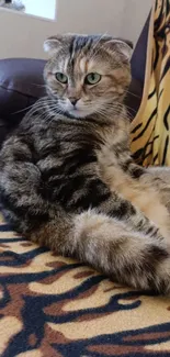 Cozy cat sitting on a patterned couch, creating a calming atmosphere.