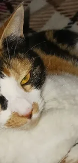 Calico cat laying on a cozy plaid blanket, providing warmth and comfort.