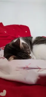 Charming cat sleeping on red heart-patterned bedspread.