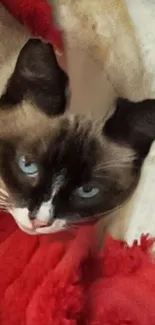 Cat with blue eyes lounging on a red blanket.