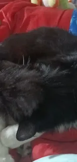 Black and white cat sleeping on a red blanket.