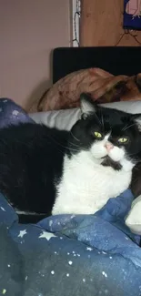 Cozy cat resting on a starry blue blanket.