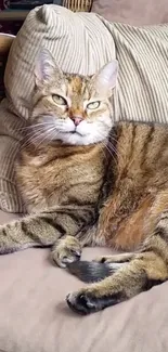 A tabby cat lounging comfortably on a wicker chair with beige cushions.