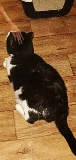 A black and white cat lying on a brown wooden floor.