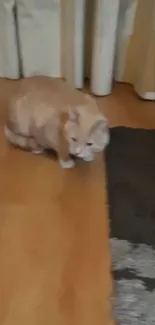 A cozy cat sits on a warm wooden floor beside a dark rug.