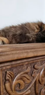 Fluffy cat resting on intricately carved wooden surface.