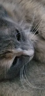 Cozy portrait of a fluffy cat relaxing.