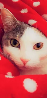 Cute cat wrapped in a red polka dot blanket.