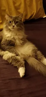 Cozy fluffy cat lounging on a bed with pillows.