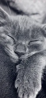 Adorable kitten sleeping on a cozy blanket.