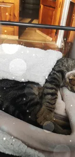 A cozy tabby cat sleeping under blankets in gentle sunlight.