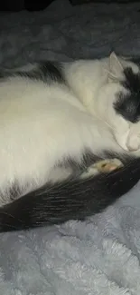 Cozy white and black cat sleeping on a soft gray blanket.