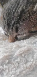 A cute kitten sleeping on a fluffy white blanket.