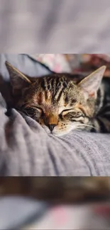 A cozy tabby cat sleeping on a soft gray pillow.