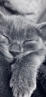 Sleeping kitten in black and white tone.