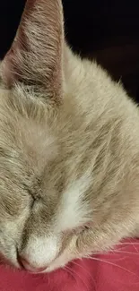 Sleeping beige cat on a cozy blanket.