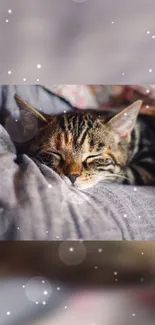 Sleepy cat nestled in a cozy blanket with soft lighting.