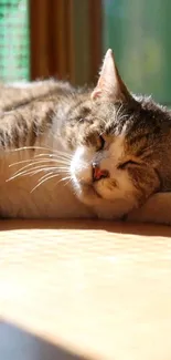 Cozy cat sleeping in sunlight on a warm day.