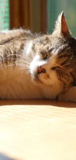 A cozy cat sunbathing in a warm, sunlit room.