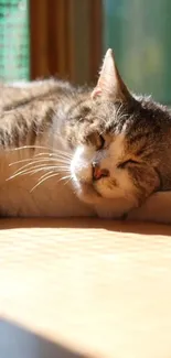 Cozy cat sleeping in warm sunlight.
