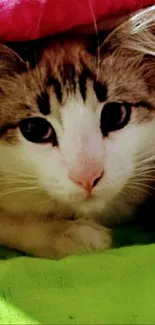 Adorable cat snuggled under colorful blanket.