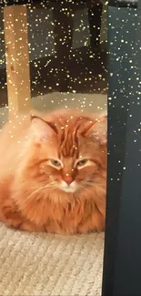 Fluffy ginger cat sitting under a table on a beige rug.