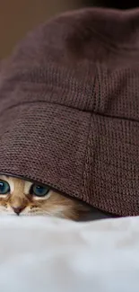 Adorable kitten peeking from under a brown hat, cozy phone wallpaper.