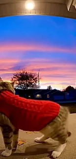 Cat in a red sweater watching a vibrant sunset from a porch.