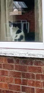 Black and white cat gazes out a window with brick wall outside.