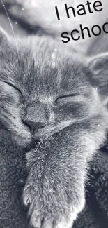 Adorable gray kitten sleeping with 'I hate school' text.