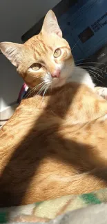 Orange cat lounging near laptop in sunlit room, cozy mobile wallpaper.