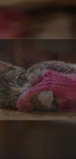 Cute cat snuggled in pink blanket, cozy and warm.