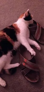 Calico cat peacefully resting on sandals on a carpeted floor.